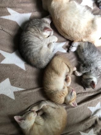 Süße Katzenbabys zu verkaufen