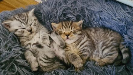 BKH Britisch Kurzhaar Whiskas Kitten Stammbaum