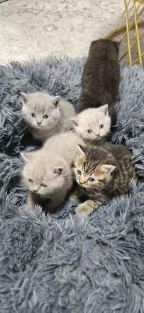 BKH Britisch Kurzhaar Whiskas Kitten Stammbaum