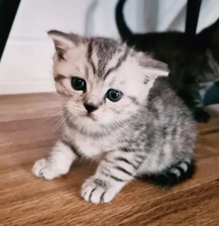 BKH Britisch Kurzhaar Whiskas Kitten Stammbaum