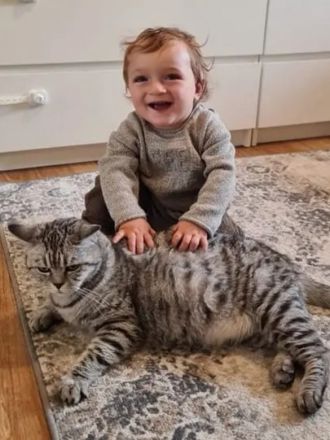 BKH Britisch Kurzhaar Whiskas Kitten Stammbaum