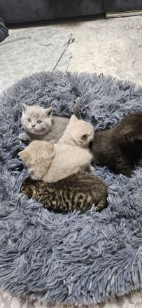 BKH Britisch Kurzhaar Whiskas Kitten Stammbaum