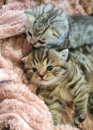 BKH Britisch Kurzhaar Whiskas Kitten Stammbaum