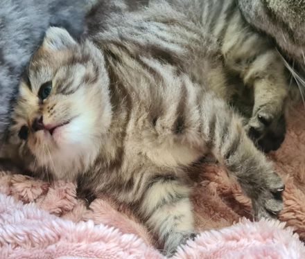 BKH Britisch Kurzhaar Whiskas Kitten Stammbaum