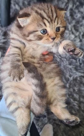 BKH Britisch Kurzhaar Whiskas Kitten Stammbaum