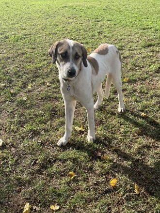 Menios auf der Suche nach Liebe und Geborgenheit