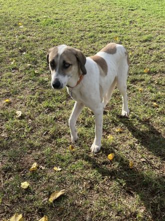 Menios auf der Suche nach Liebe und Geborgenheit