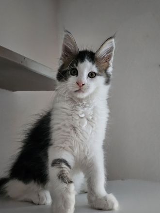 Noch 2 Reinrassige Maine Coon