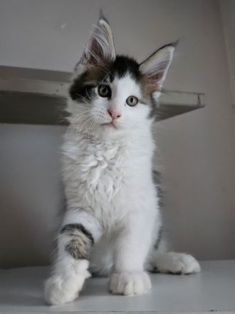 Noch 2 Reinrassige Maine Coon