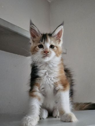 Noch 2 Reinrassige Maine Coon