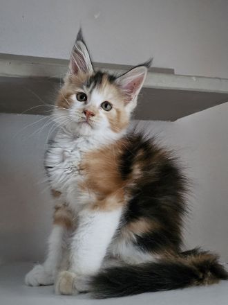 Noch 2 Reinrassige Maine Coon