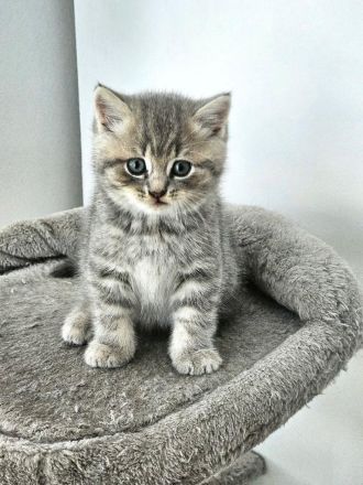 Kitten Britisch Kurzhaar