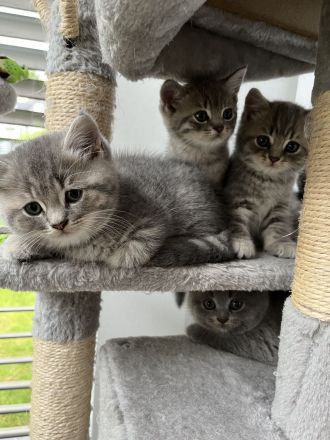 Kitten Britisch Kurzhaar