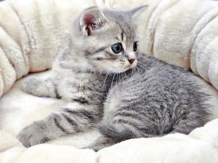 Kitten Britisch Kurzhaar