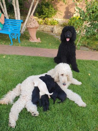 Pudelwelpen mit Pedigree aus Championship-Familie 1200 Euro (Lieferung in ganzen EU)