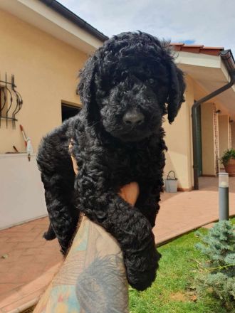 Pudelwelpen mit Pedigree aus Championship-Familie 1200 Euro (Lieferung in ganzen EU)