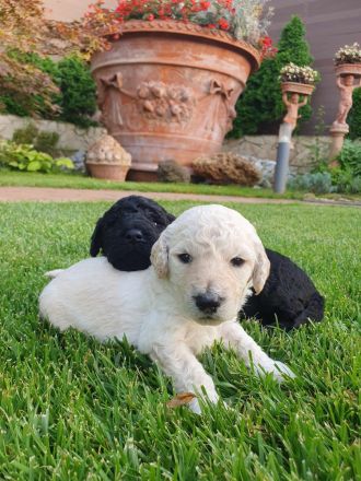 Pudelwelpen mit Pedigree aus Championship-Familie 1200 Euro (Lieferung in ganzen EU)