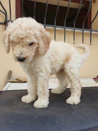 Pudelwelpen mit Pedigree aus Championship-Familie 1200 Euro (Lieferung in ganzen EU)