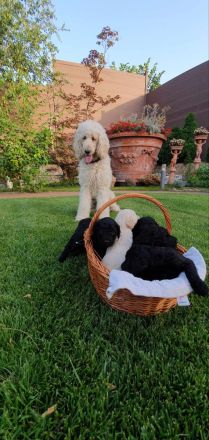 Pudelwelpen mit Pedigree aus Championship-Familie 1200 Euro (Lieferung in ganzen EU)