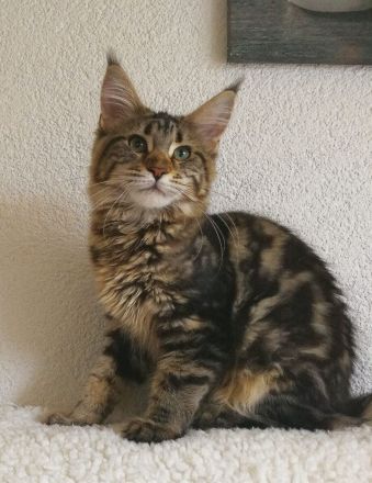 Maine Coon Girl