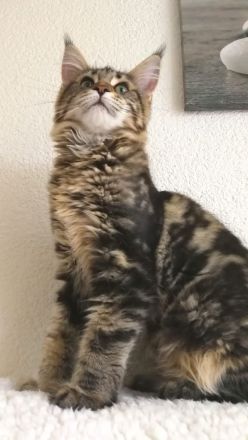 Maine Coon Girl