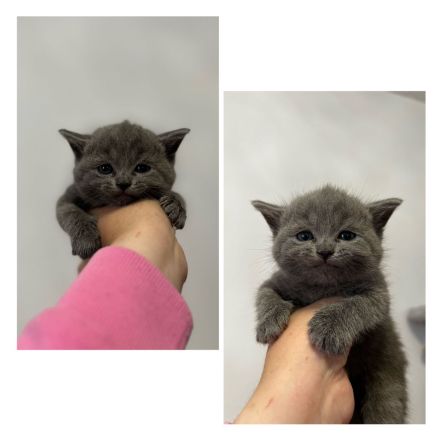 ❤️2 BKH Mäuse suchen zuhause❤️