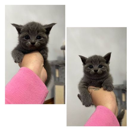 ❤️2 BKH Mäuse suchen zuhause❤️