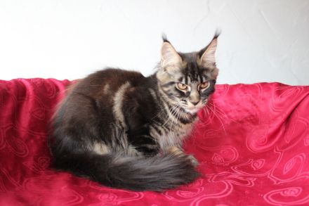 Coonies vom Calverbühl