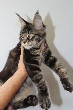 Coonies vom Calverbühl