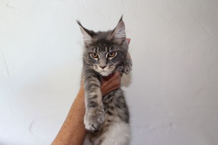 Coonies vom Calverbühl