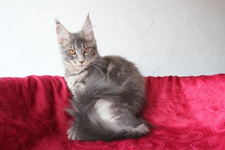 Coonies vom Calverbühl