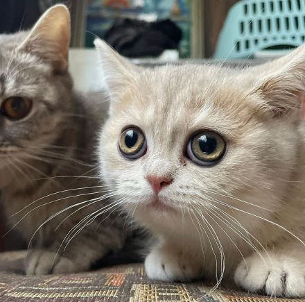 British Kurzhaar Baby’s suchen ein Zuhause!