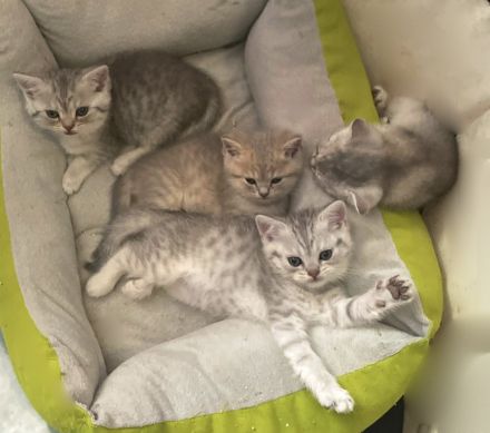 British Kurzhaar Baby’s suchen ein Zuhause!