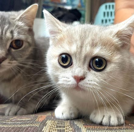 British Kurzhaar Baby’s suchen ein Zuhause!