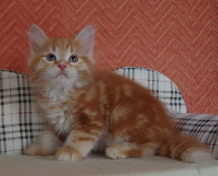 Wunderschönes sibirische Kätzchen "Zarevna Lesa" in München