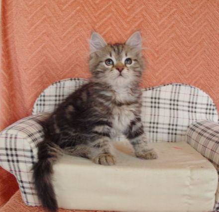 Wunderschönes sibirische Kätzchen "Zarevna Lesa" in München