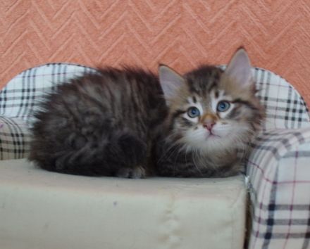 Wunderschönes sibirische Kätzchen "Zarevna Lesa" in München