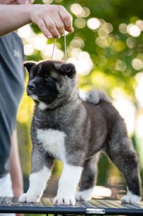 Wunderschöne American Akita Welpen