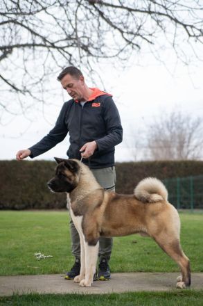 Wunderschöne American Akita Welpen