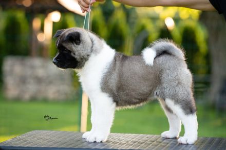 Wunderschöne American Akita Welpen