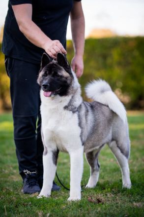 Wunderschöne American Akita Welpen