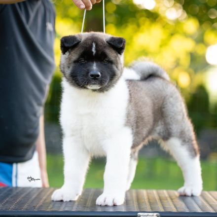 Wunderschöne American Akita Welpen