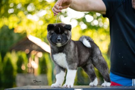 Wunderschöne American Akita Welpen