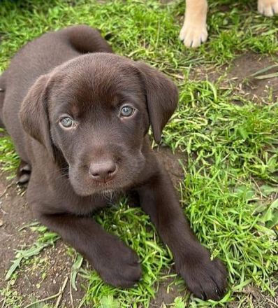 Reinrassige Labrador Hündin Welpe