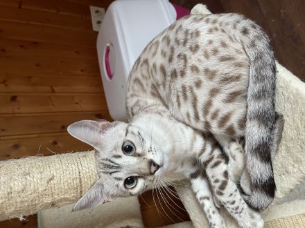 Junge Bengalen mit Stammbaum