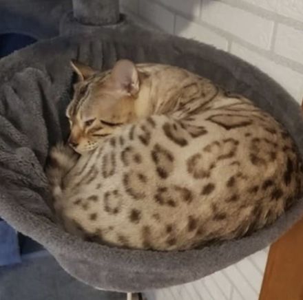 Junge Bengalen mit Stammbaum