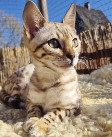 Junge Bengalen mit Stammbaum