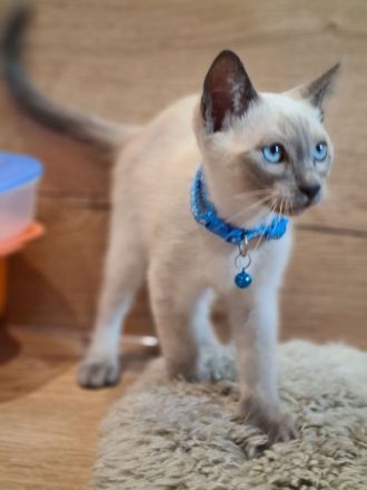 Deckkater reinrassiger Siamkater Lilac-Point