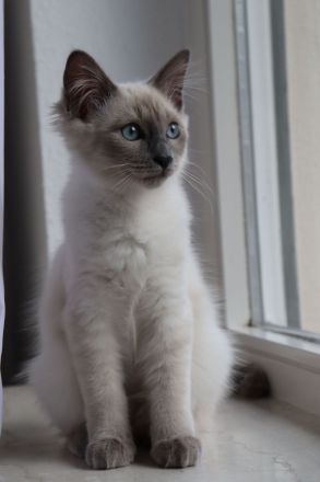 Deckkater reinrassiger Siamkater Lilac-Point