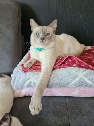 Deckkater reinrassiger Siamkater Lilac-Point